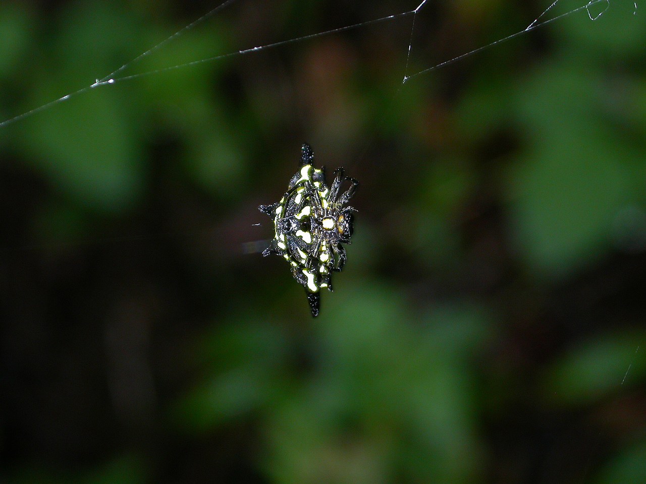 Gasteracantha rhomboidea madagascariensis Gasteracantha rhomboidea madagascariensis